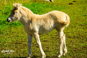 6th Sep 2018 - Fjord horse foal