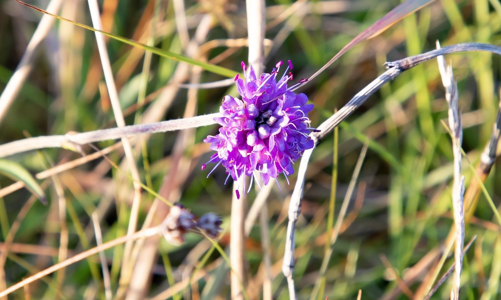 Scabious by lifeat60degrees