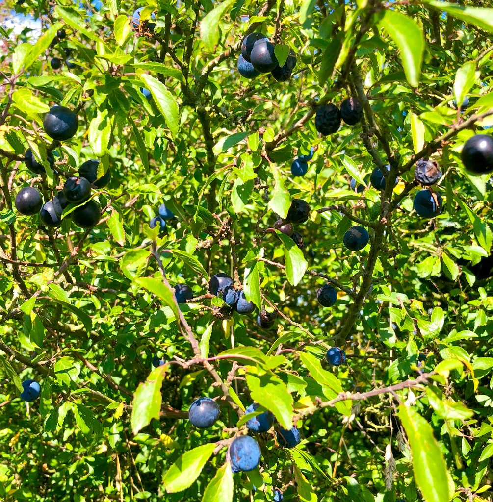 Ripening sloes by 365projectdrewpdavies