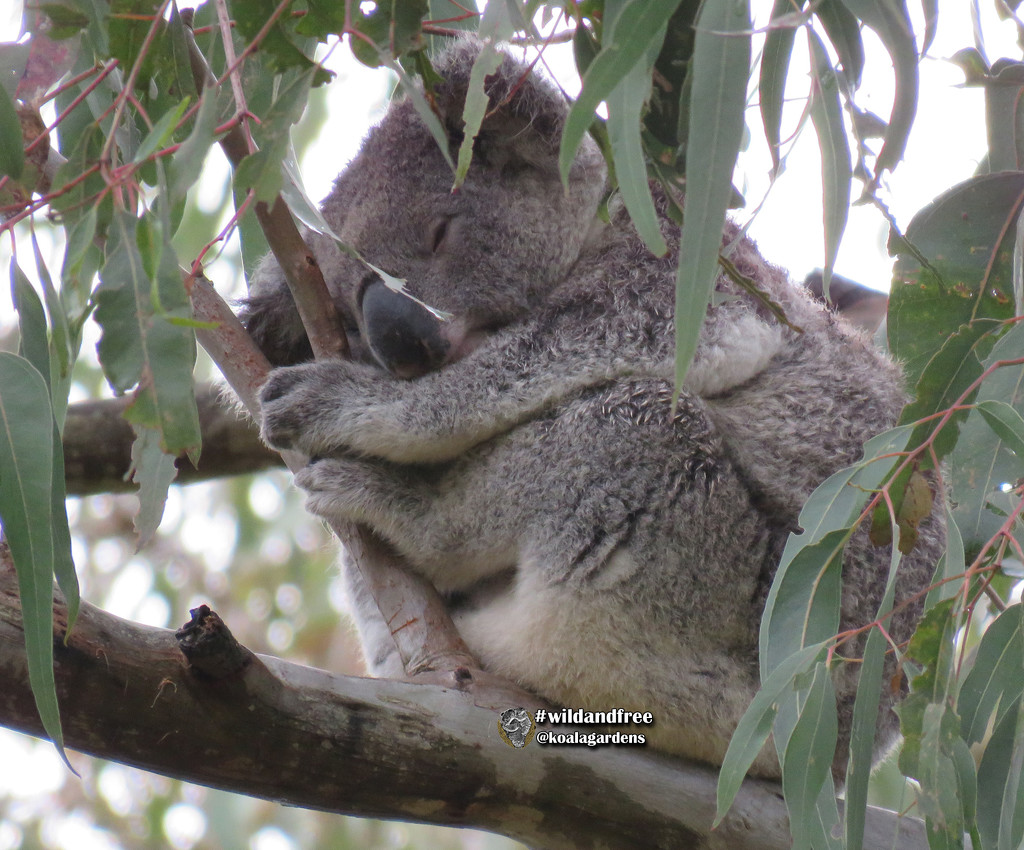 slightly damp by koalagardens