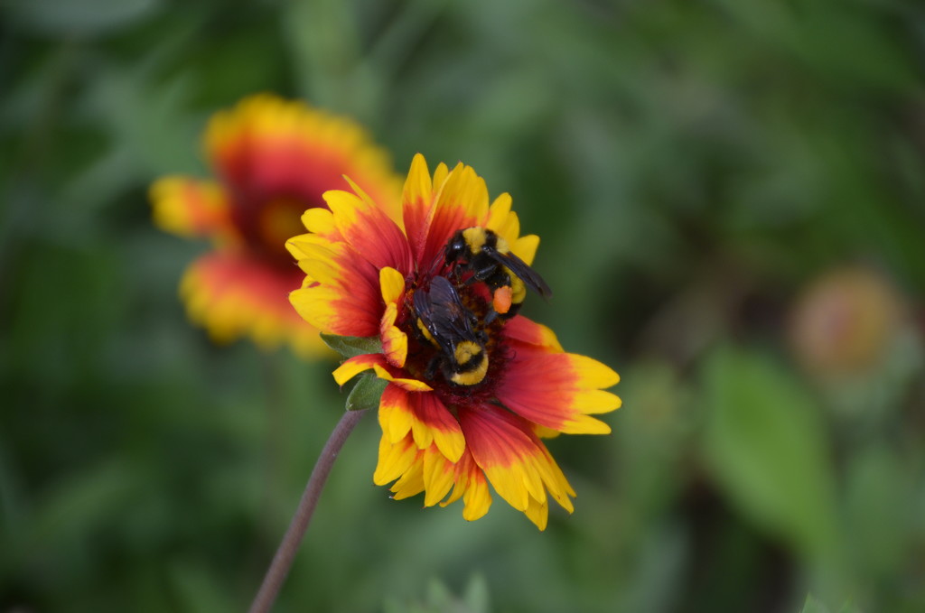 Bumble Bees by mariaostrowski