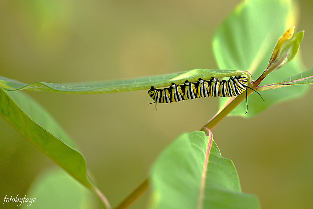Monarch caterpillars! by fayefaye