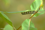 6th Sep 2018 - Monarch caterpillars!