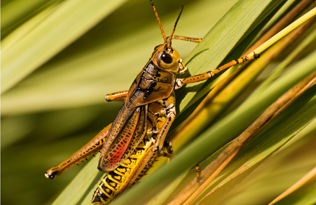 Lubber Grasshopper! by rickster549