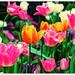 Eden Garden Tulips... by julzmaioro