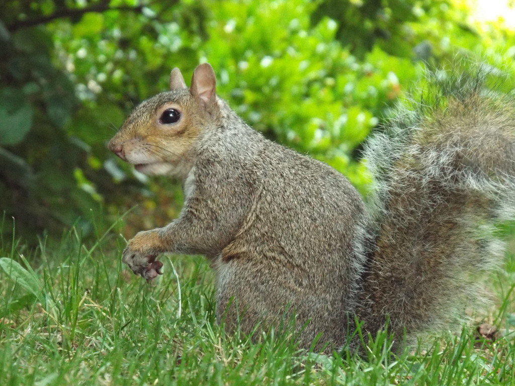 Slightly startled squirrel by suzanne234