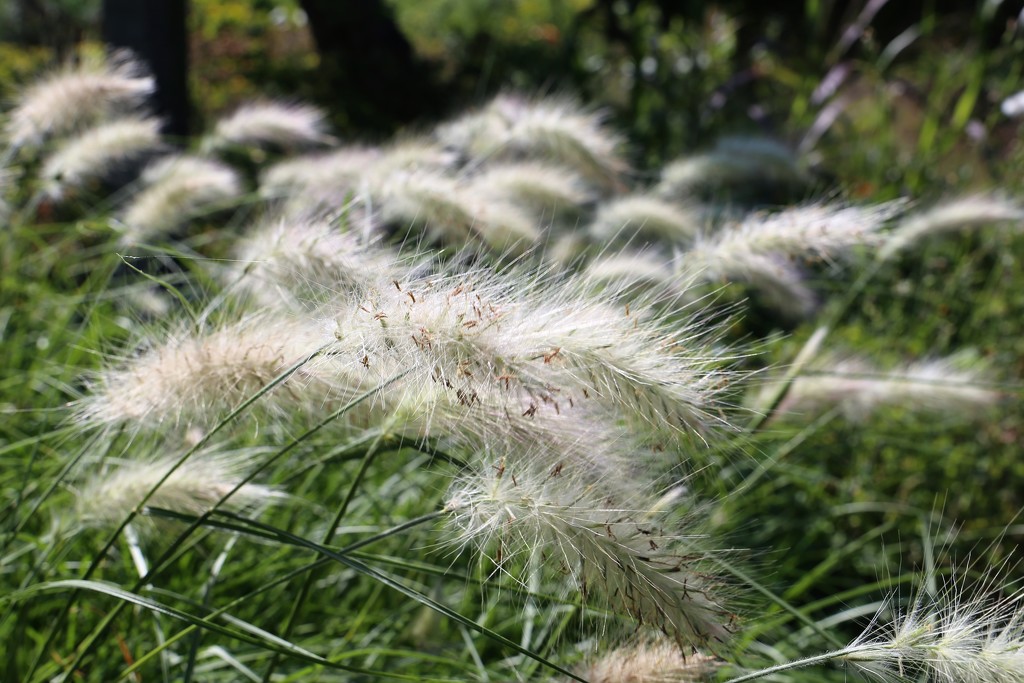 Grass by phil_sandford