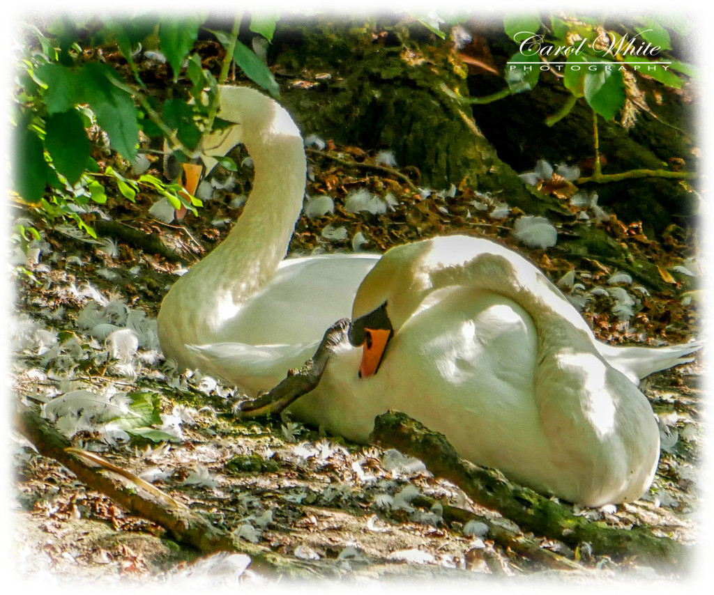 Resting Swans by carolmw