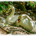 Resting Swans by carolmw