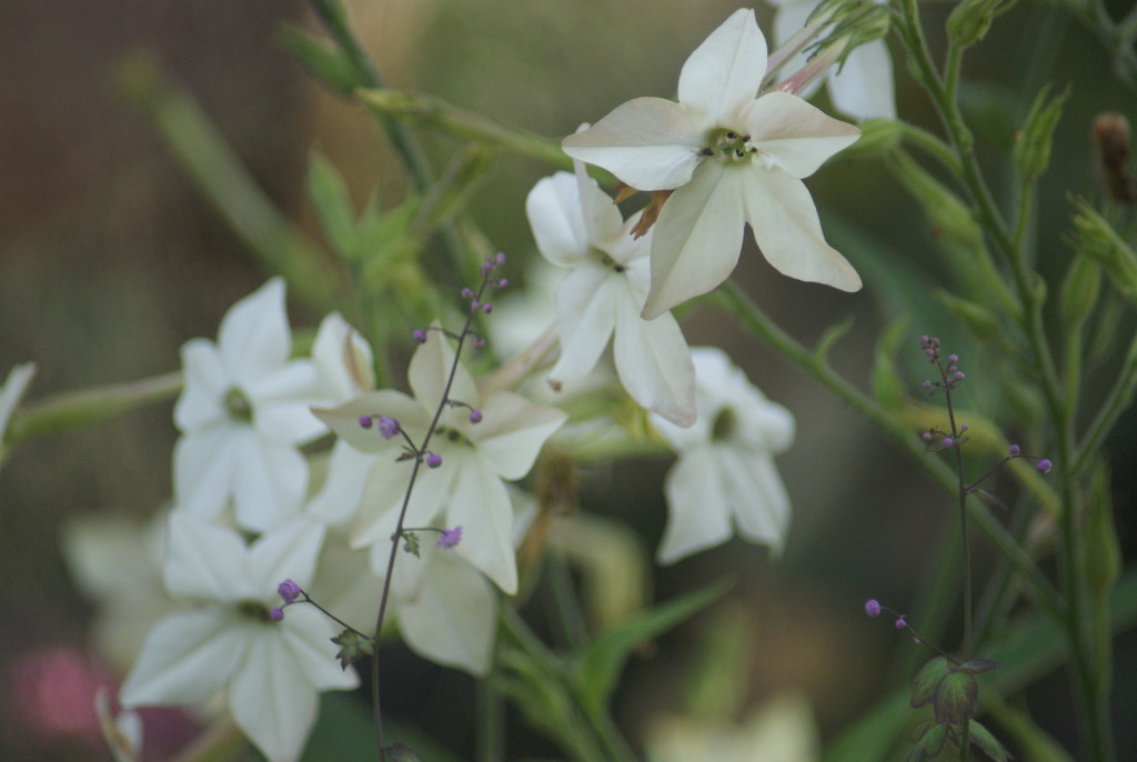 Nicotiana with thalictrum  by 365projectmaxine