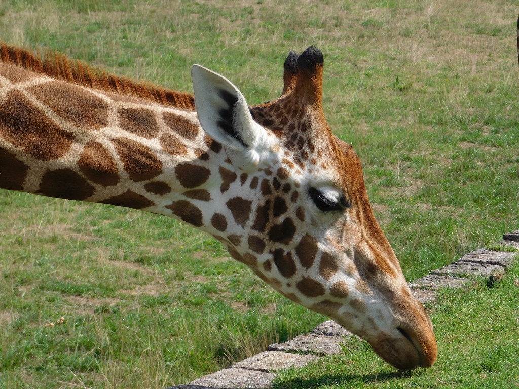 Giraffe at Banham Zoo by 365anne