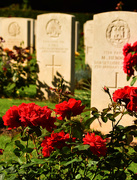 7th Sep 2018 - roses and graves