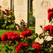 roses and graves by ianmetcalfe
