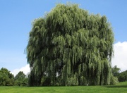 7th Sep 2018 - Weeping Willow