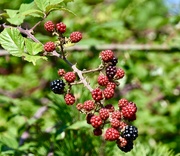 7th Sep 2018 - Blackberries