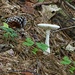 LHG_0646 mushroom by rontu