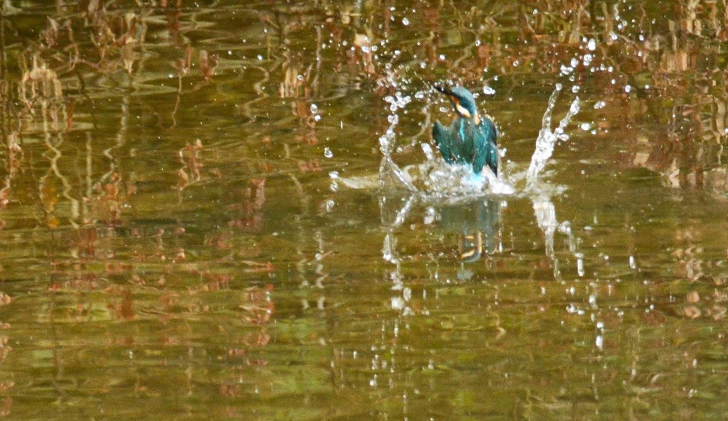 Kingfisher surfacing ..... by ziggy77