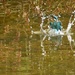 Kingfisher surfacing ..... by ziggy77