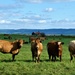 Wall of cattle by flowerfairyann