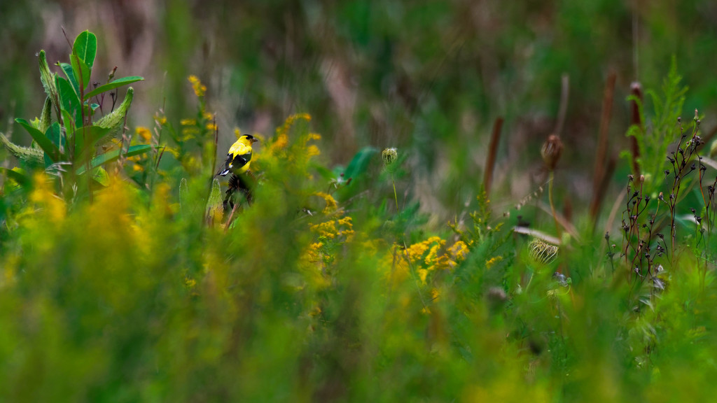 american goldfinch and goldenrod by rminer