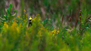 7th Sep 2018 - american goldfinch and goldenrod