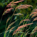 prairie grass portrait by rminer