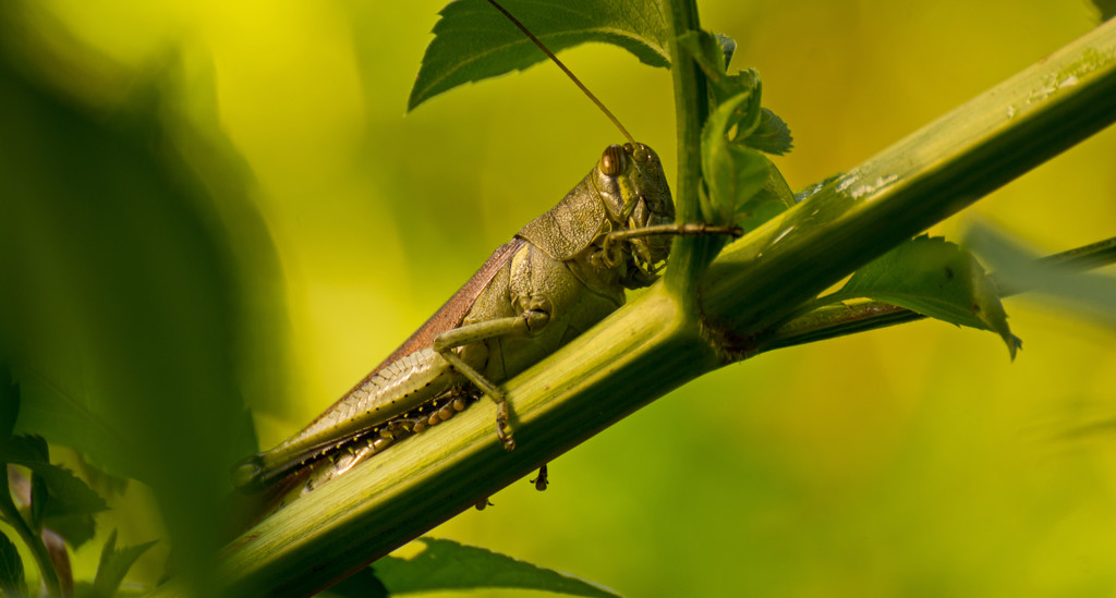 Another Grasshopper! by rickster549