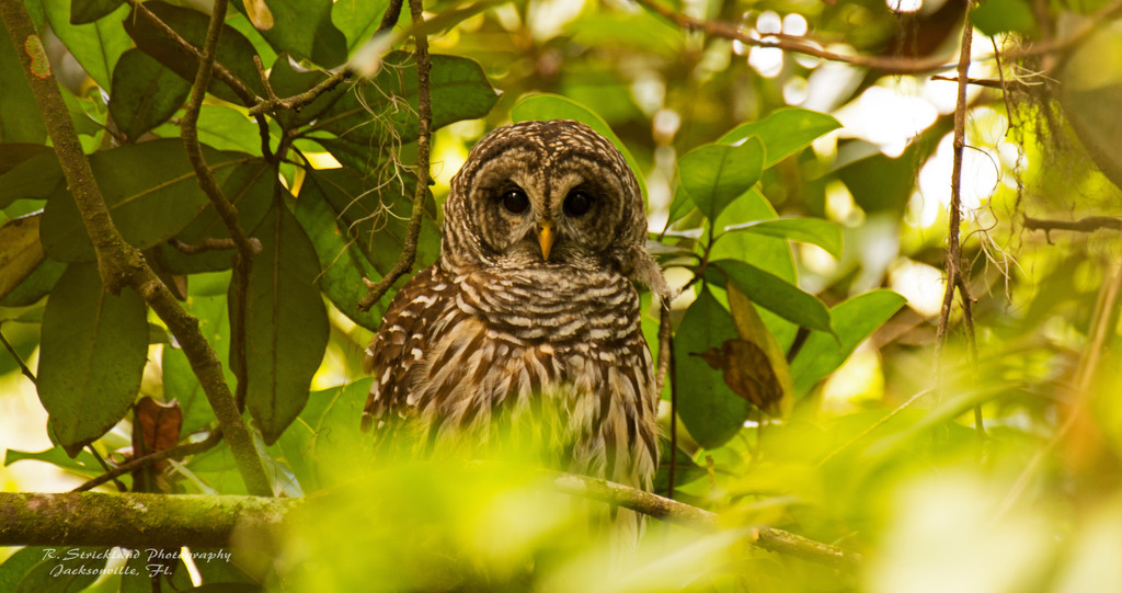 The Barred Owl Returns! by rickster549
