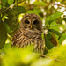 The Barred Owl Returns! by rickster549