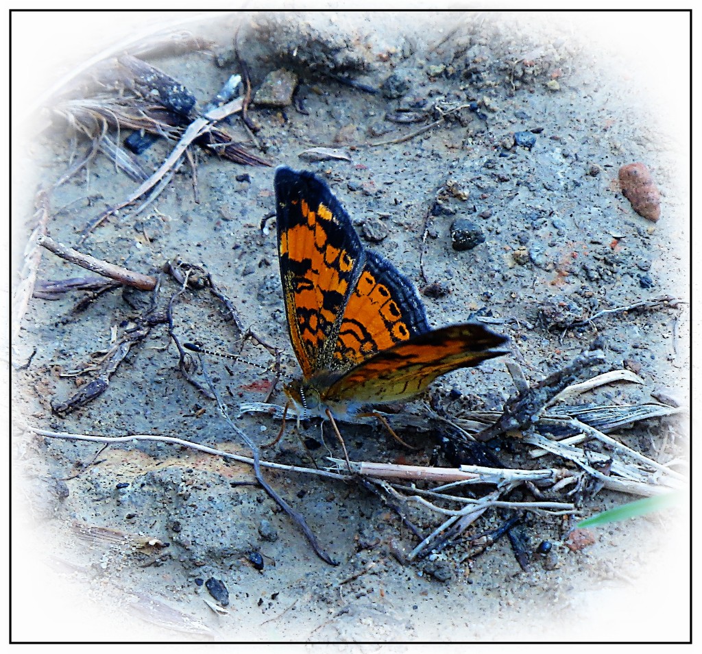 Pearl Crescent Butterfly by olivetreeann