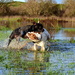 Wet Dogs by nickspicsnz