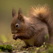 Red Squirrel by shepherdmanswife