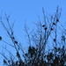 Tweetup (A Birds Meet up!) by kgolab