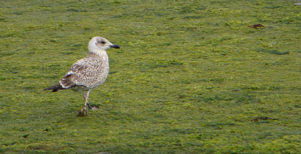 Juvenile Herring Gull by davemockford
