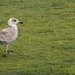 Juvenile Herring Gull by davemockford
