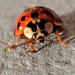 Asian Ladybug by photogypsy