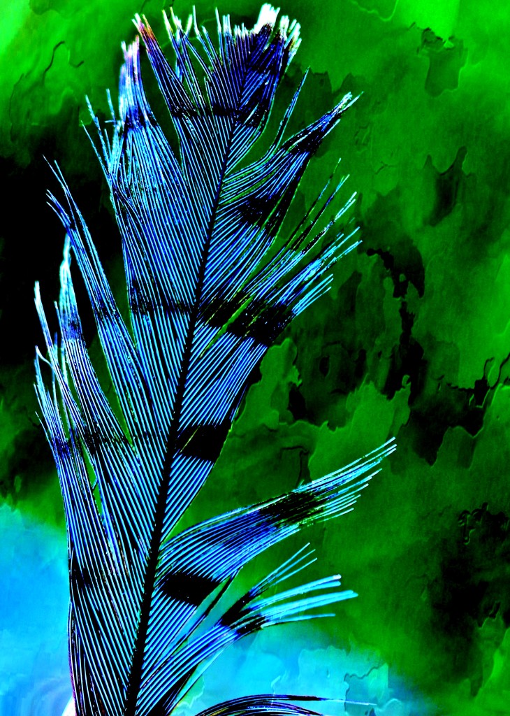 Bluejay Feather by lynnz