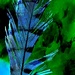 Bluejay Feather by lynnz