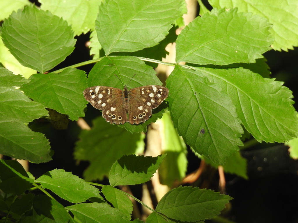  Speckled Wood  by susiemc
