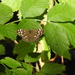  Speckled Wood  by susiemc