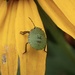Shield Beetle by mattjcuk