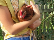 7th Sep 2018 - New hen