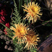 Star Protea by jaybutterfield