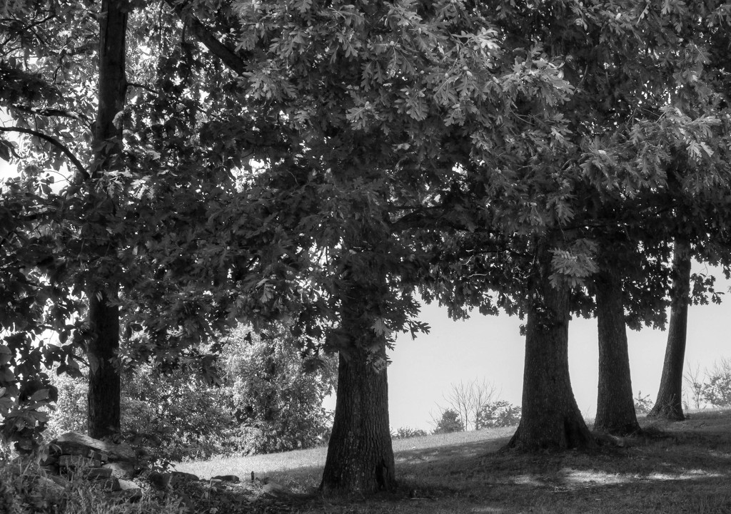 Row of trees in B&W by mittens