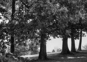 8th Sep 2018 - Row of trees in B&W