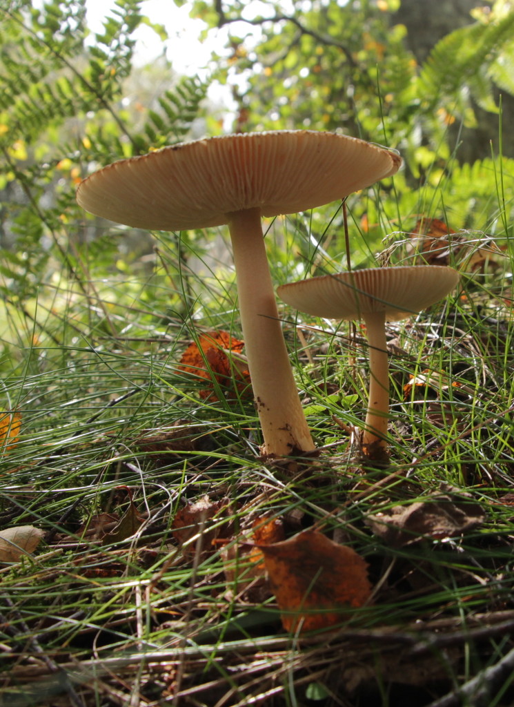 'Under a toadstool ..... by busylady