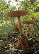 5th Sep 2018 - 'Under a toadstool .....