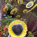 103 Sunflower spectacular by angelar