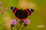 8th Sep 2018 - Butterfly