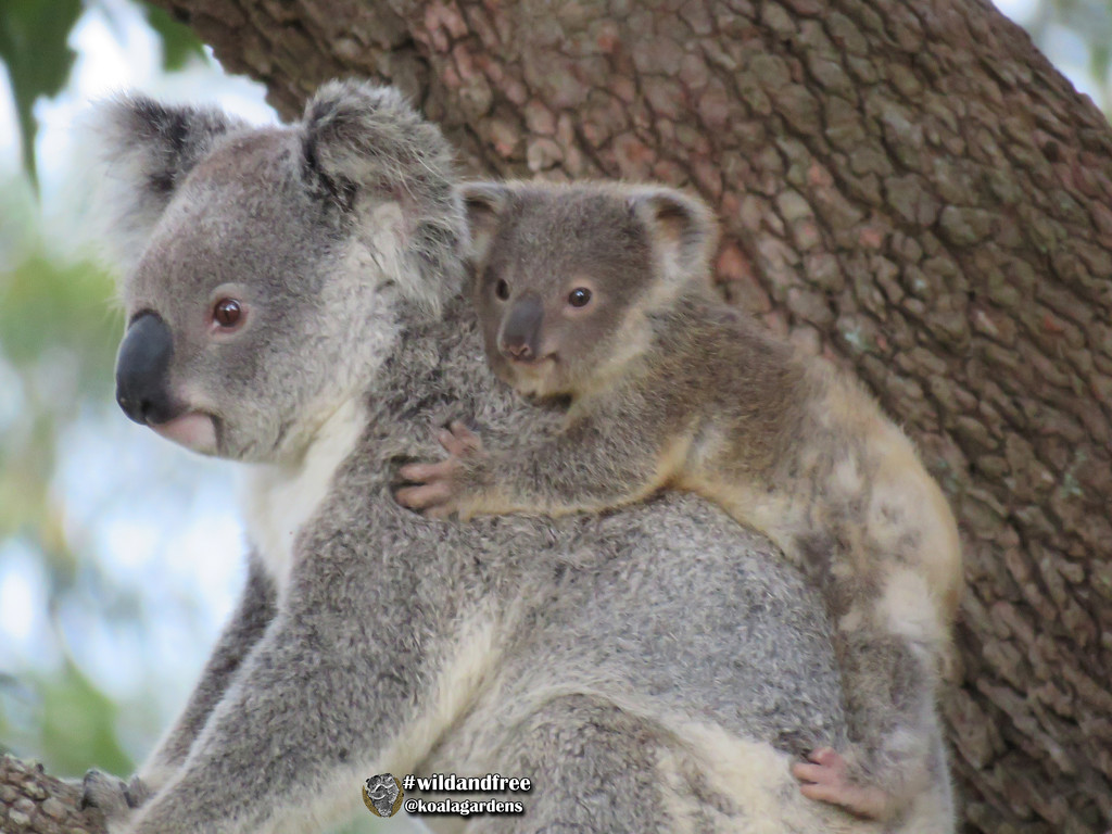 new milestone by koalagardens
